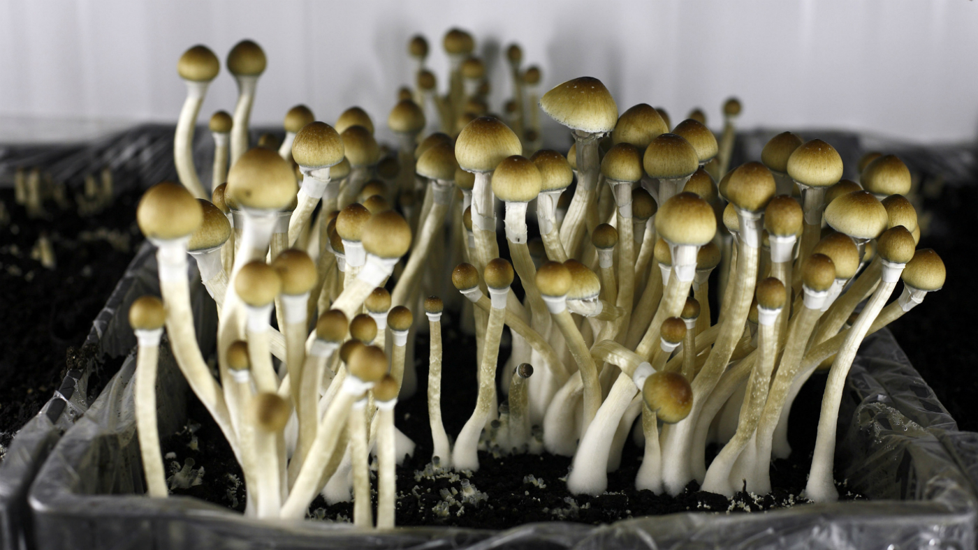 how to grow magic mushrooms 