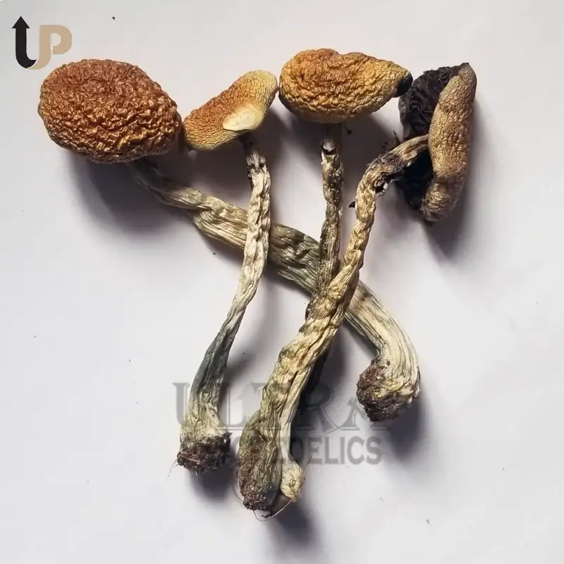 Buy Psilocybin Cubensis Mushrooms Online